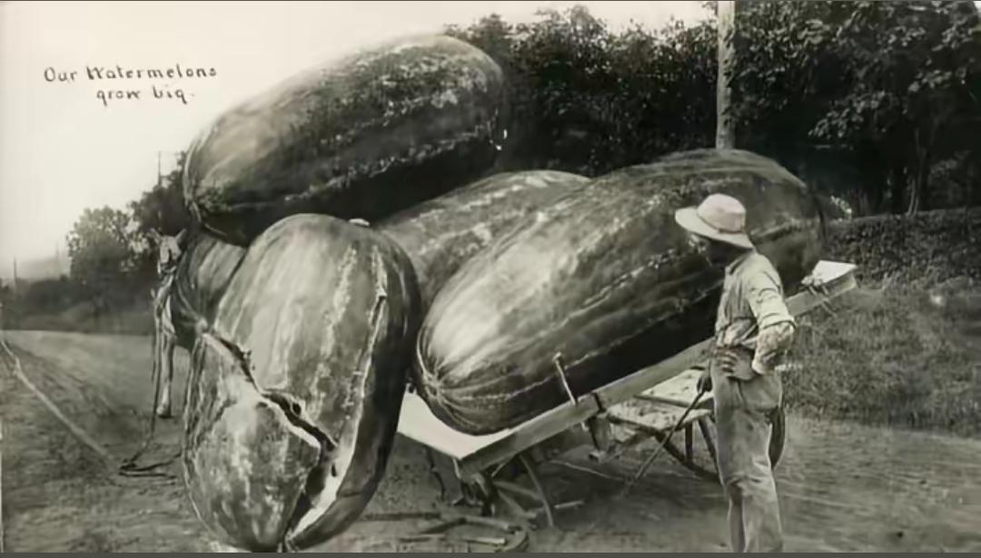 100多年前美国西进计划时的农产品和宣传图！在那个时候这种图片是极具诱惑力的