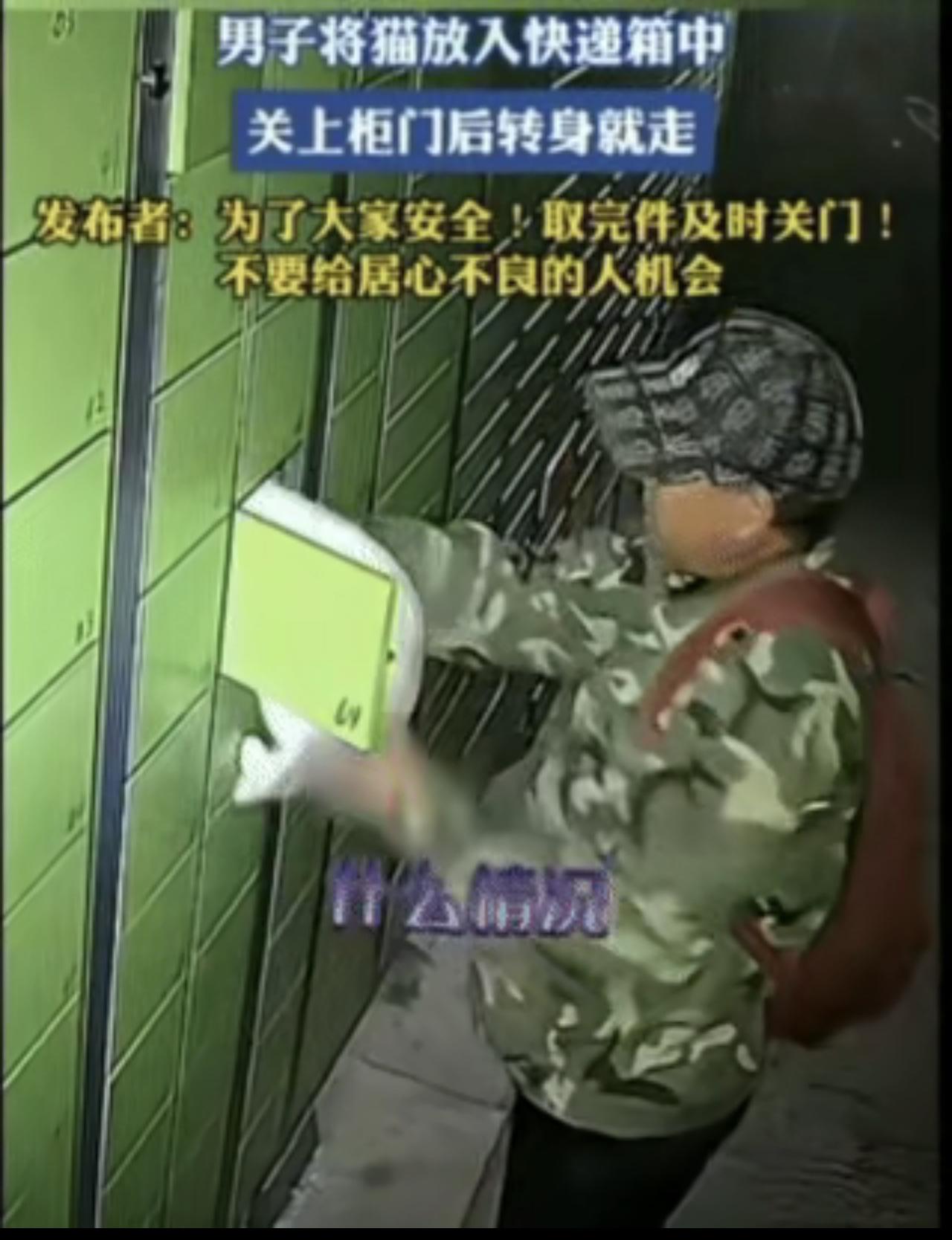 把活猫塞进快递柜锁死？这男的操作真能气到让人发抖！一只银渐层被硬生生塞进狭窄