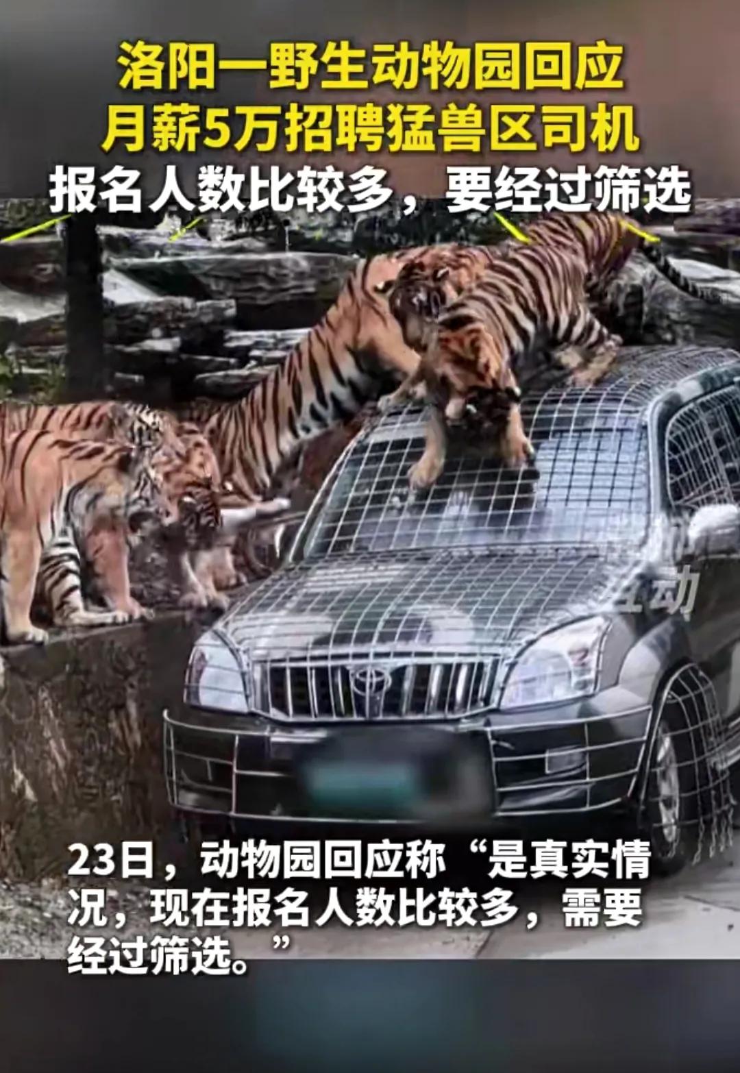 今天给大家带来一则令人瞩目的新闻：据红星新闻报道，河南洛阳栾川竹海野生动物园以月