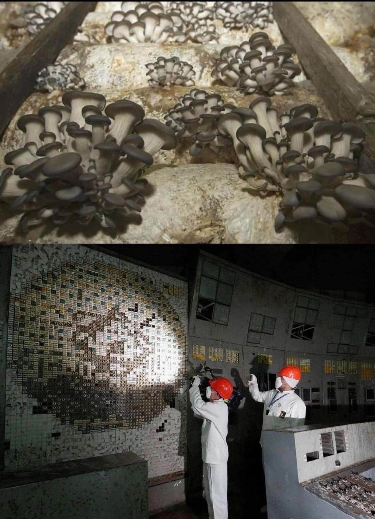 切尔诺贝利的核废墟里，一种黑色真菌以辐射为食，在人类避之不及的禁区里，繁衍近四十