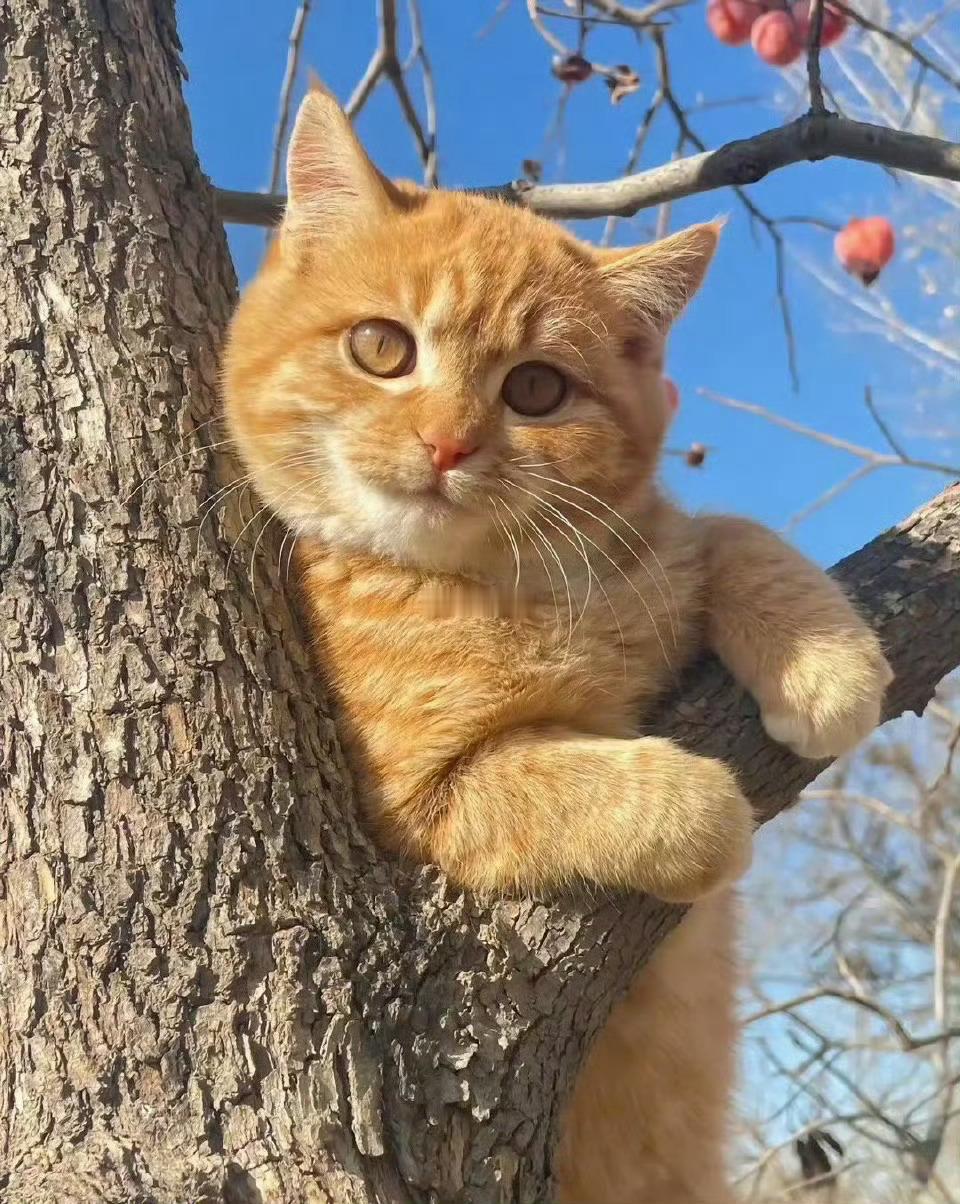 被招财猫看到的你，请不要无视要暴富