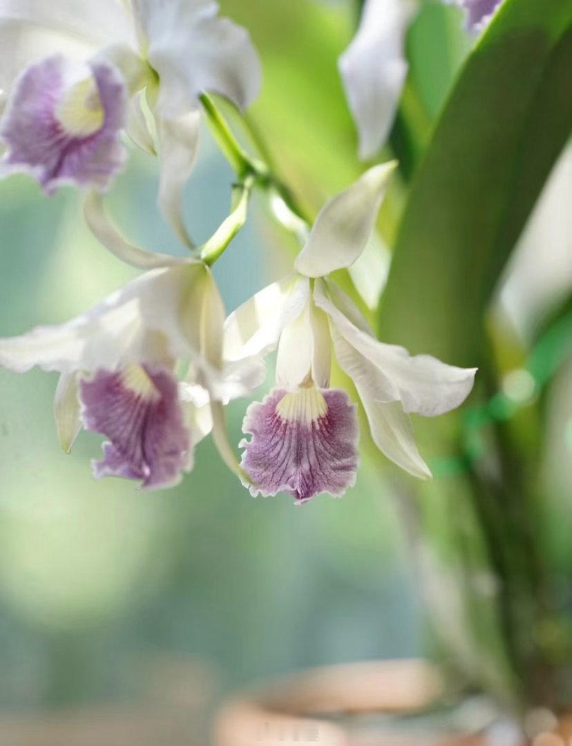 卡特兰的核心种植方法：1.栽培基质：优先用水苔、树皮、木炭（5:3:2）混合，