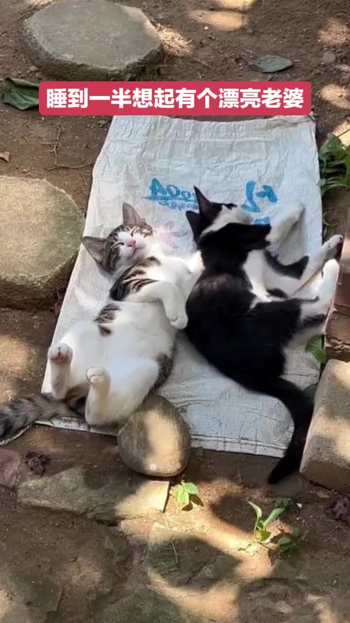 小猫睡觉睡到一半，想起自己有个漂亮老婆