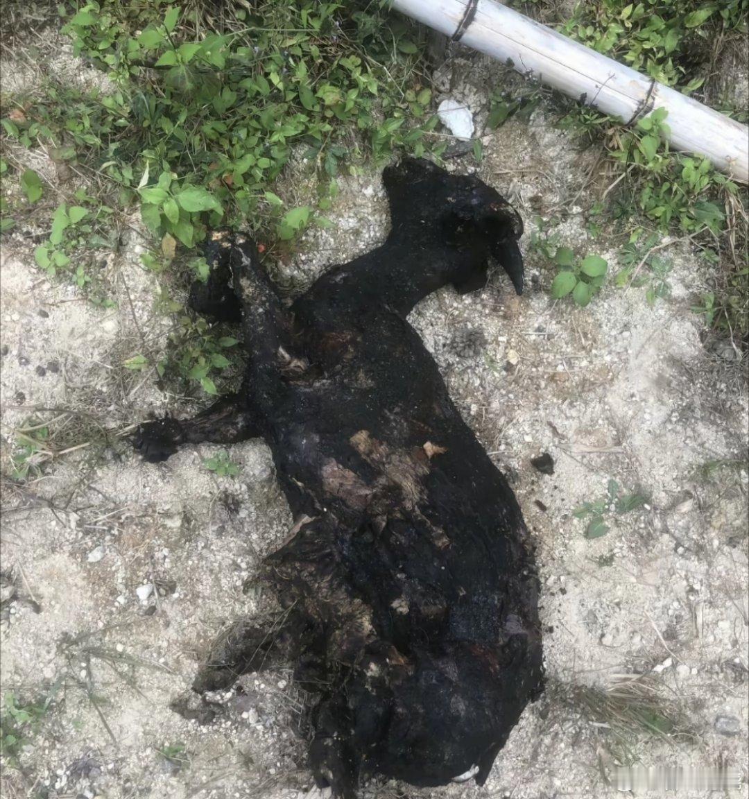 羊圈着火养殖户称数十只羊被烧死看到网友说可以抱紧后，给蜀黍出主意去运营商那里