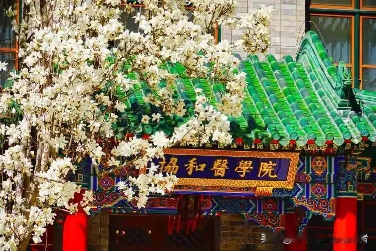 胡锡进：协和医学院4+4，特权和人情的后门，挖公平正义的墙脚近日，