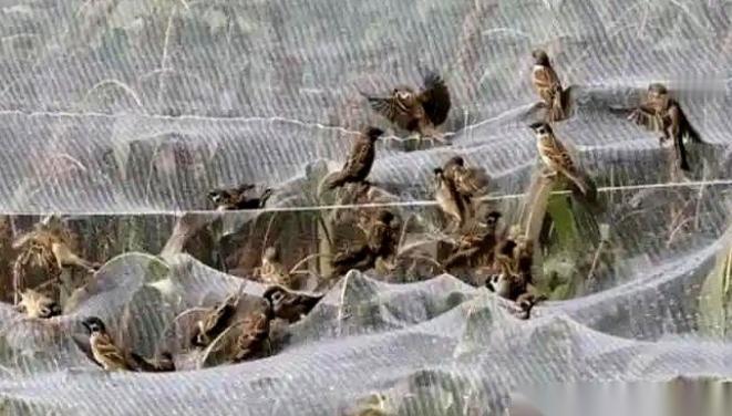 有人养麻雀，不为了吃肉，就盯着它屁股底下那点粪，晒干了，捻成粉，一斤能卖上百块，