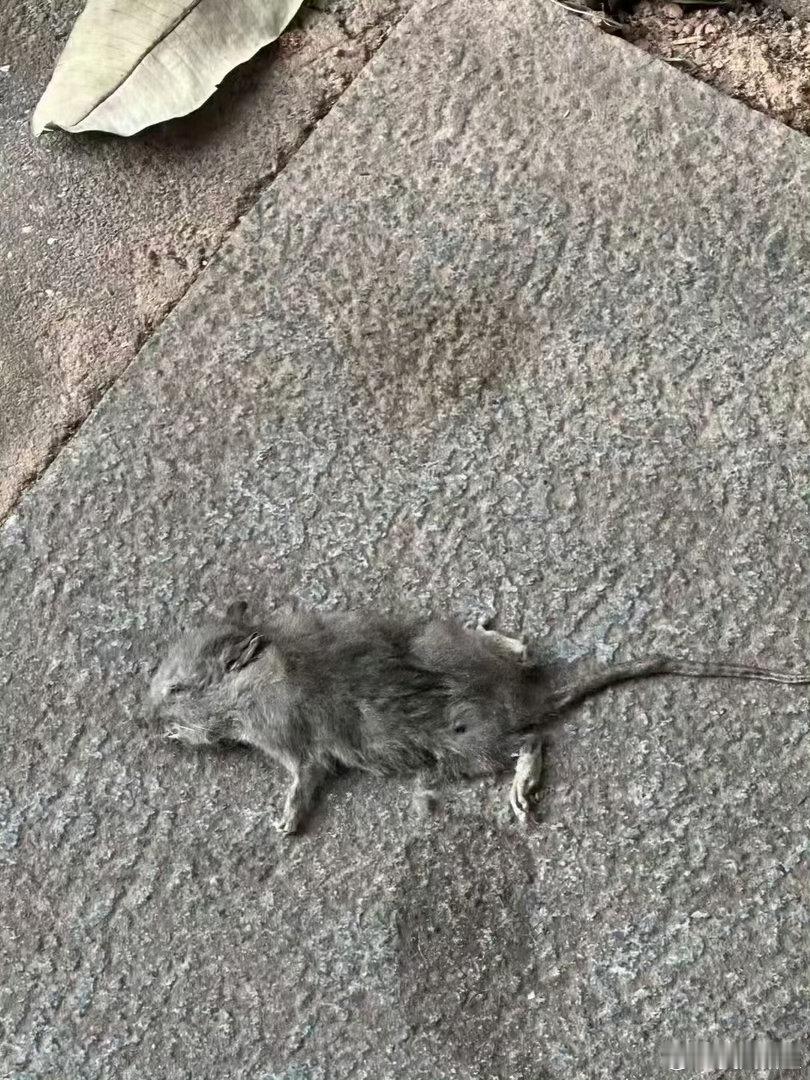 你的皮炎有点辣外显全屠​​​