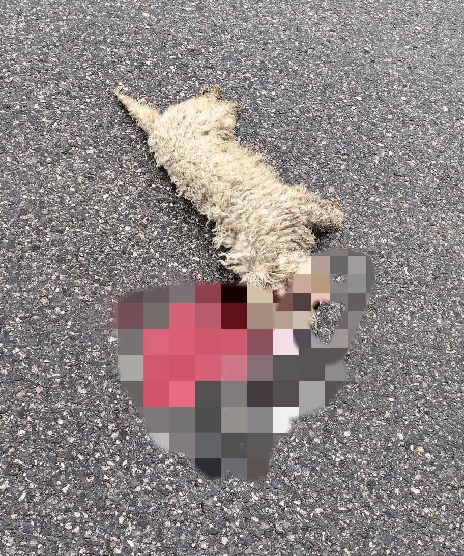 又一个生命消失了，小狗好好可怜，狗🐶主人怎么没有监护好呀[哭哭][哭哭][流泪