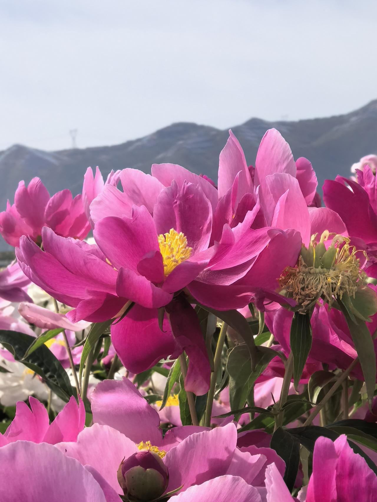 前几天儿子打电话问我在哪，然后说古尔邦节他想回家。想回就回呗，自己家有必要问