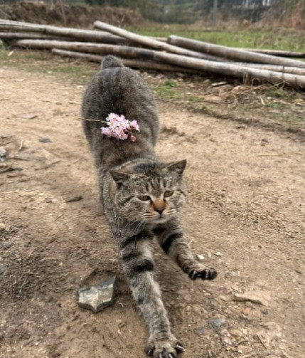 我把娇生惯养的狸花猫，送回乡下给奶奶养了一个月，再接回来时……