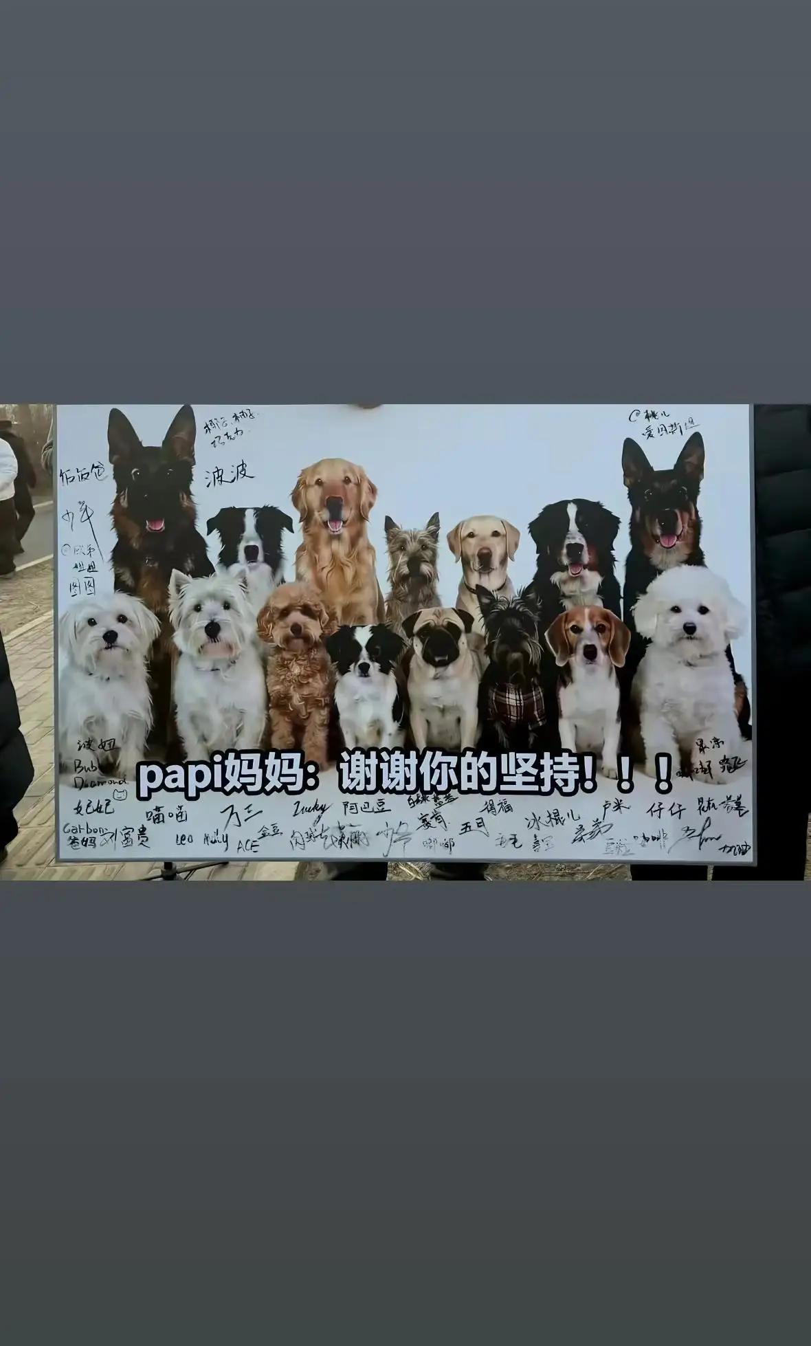 养狗最大的问题，是狗多了，人少了！狗老公多了，真老公少了！狗儿子多了，真儿