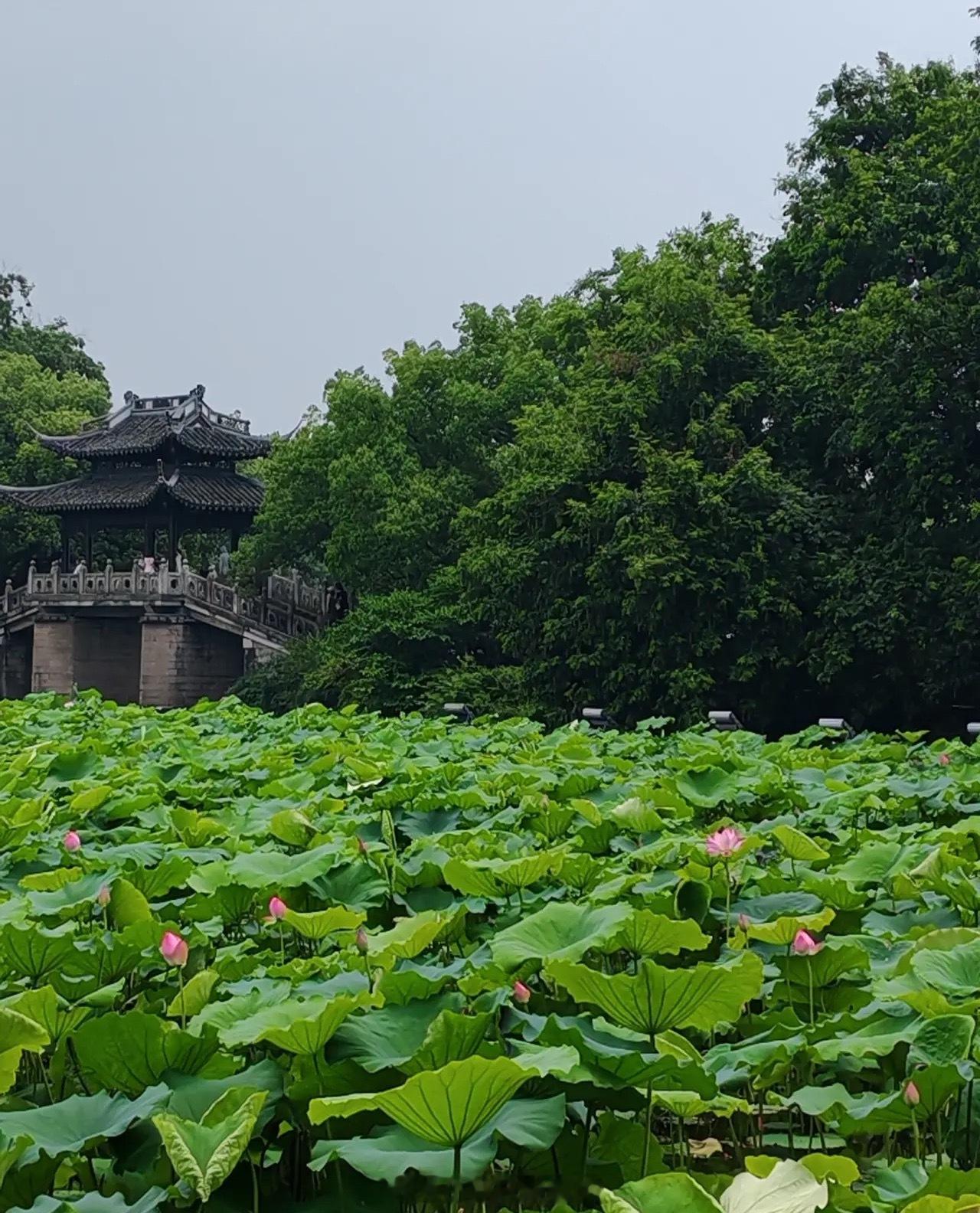 荷塘美景美