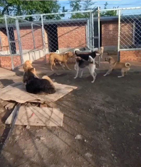 霸气侧漏。狗主人拍下自家狗圈里，一只狗子闹事和其它狗闹了起来，眼看一群狗即将打了