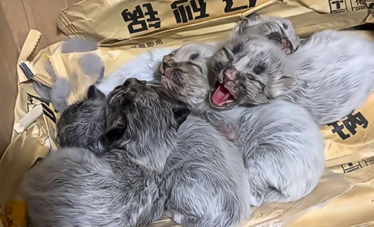 曾经其貌不扬，如今成功逆袭哈哈，原来“女大十八变”，并非只适用于人类，猫界亦是