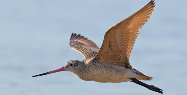 不吃不喝飞行11天，跨越13560公里，比轰炸机还能飞！这种鸟怎么做到的？原来，