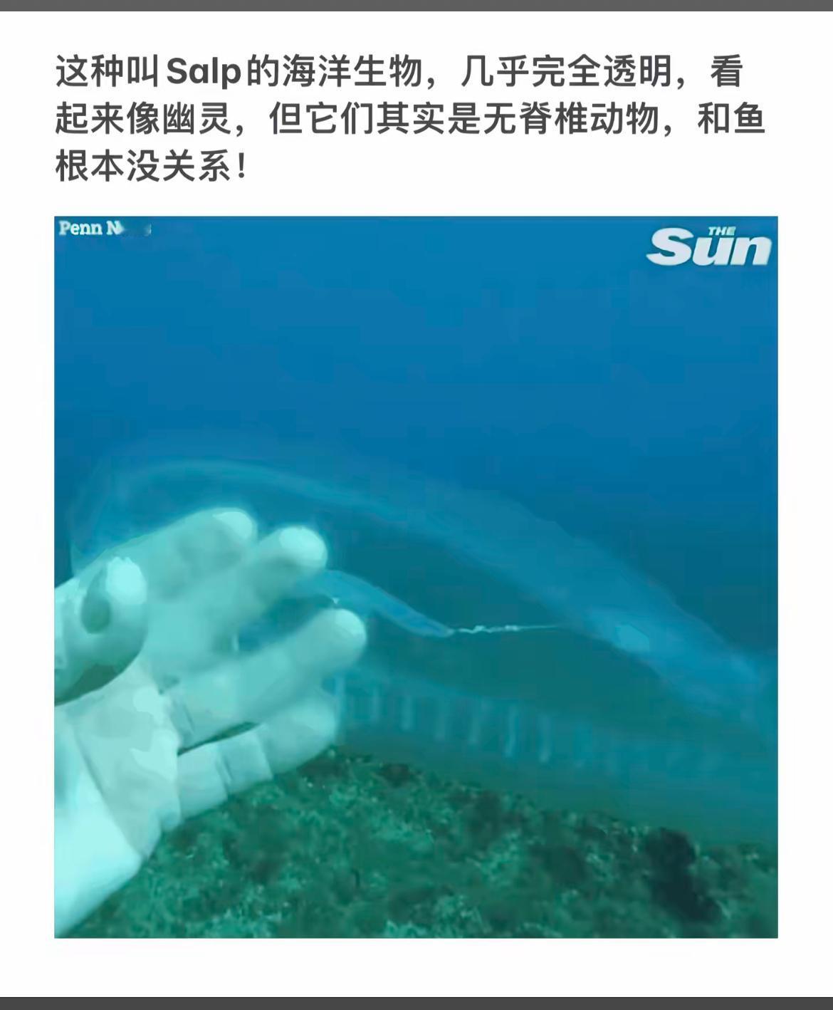 海底幽灵探秘：透明无脊椎动物Salp的奇妙世界