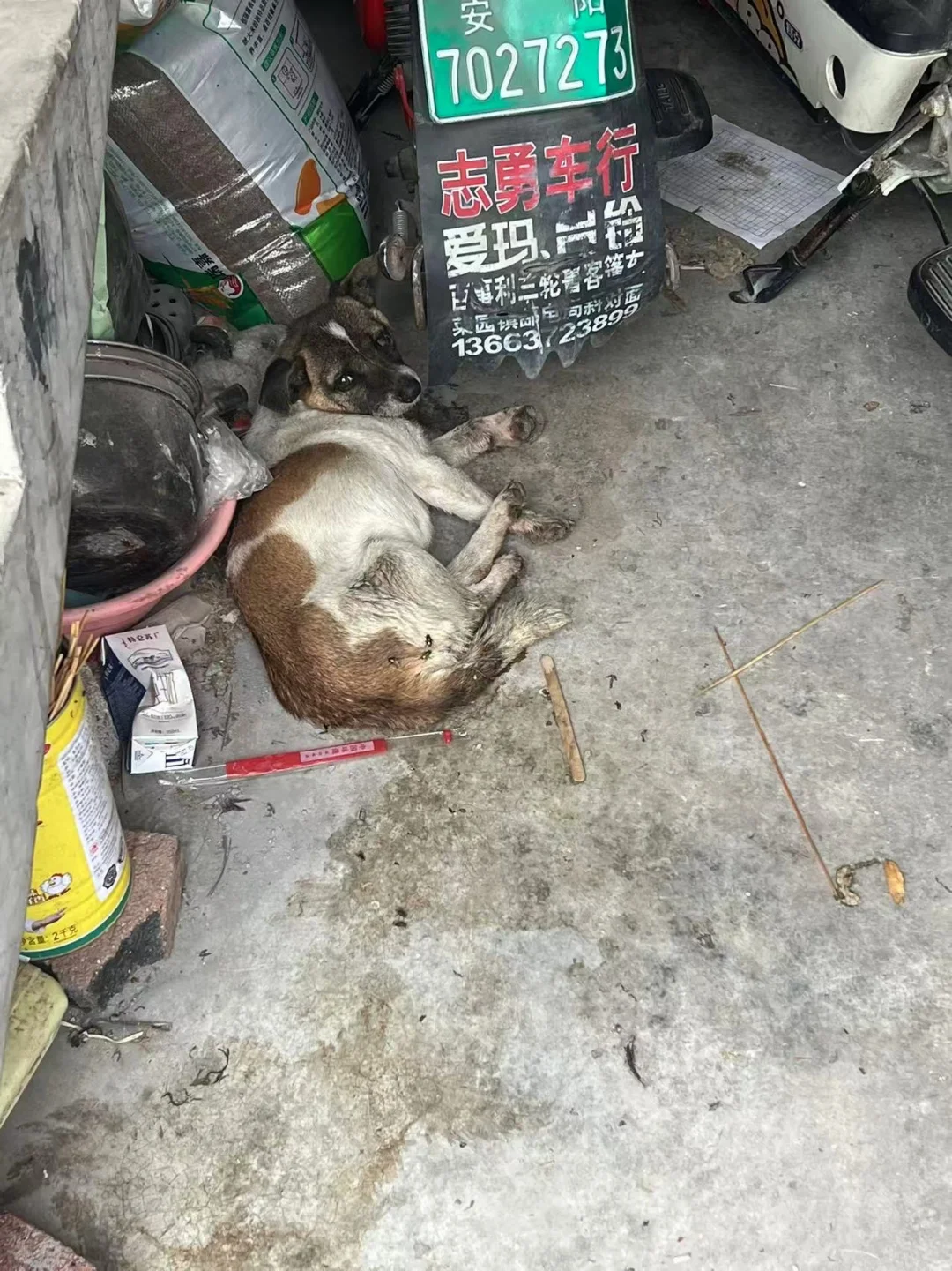 小狗只知道自己生病了 还不知道已经被抛弃
