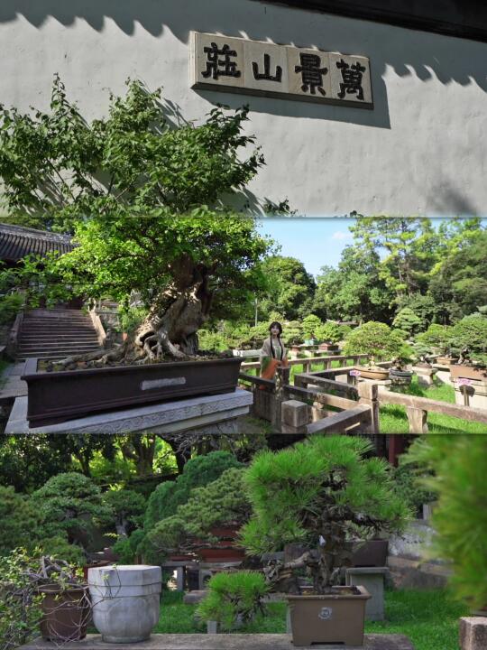 端午不来苏州旅游糊涂啊❗️虎丘端午奇妙游冲
