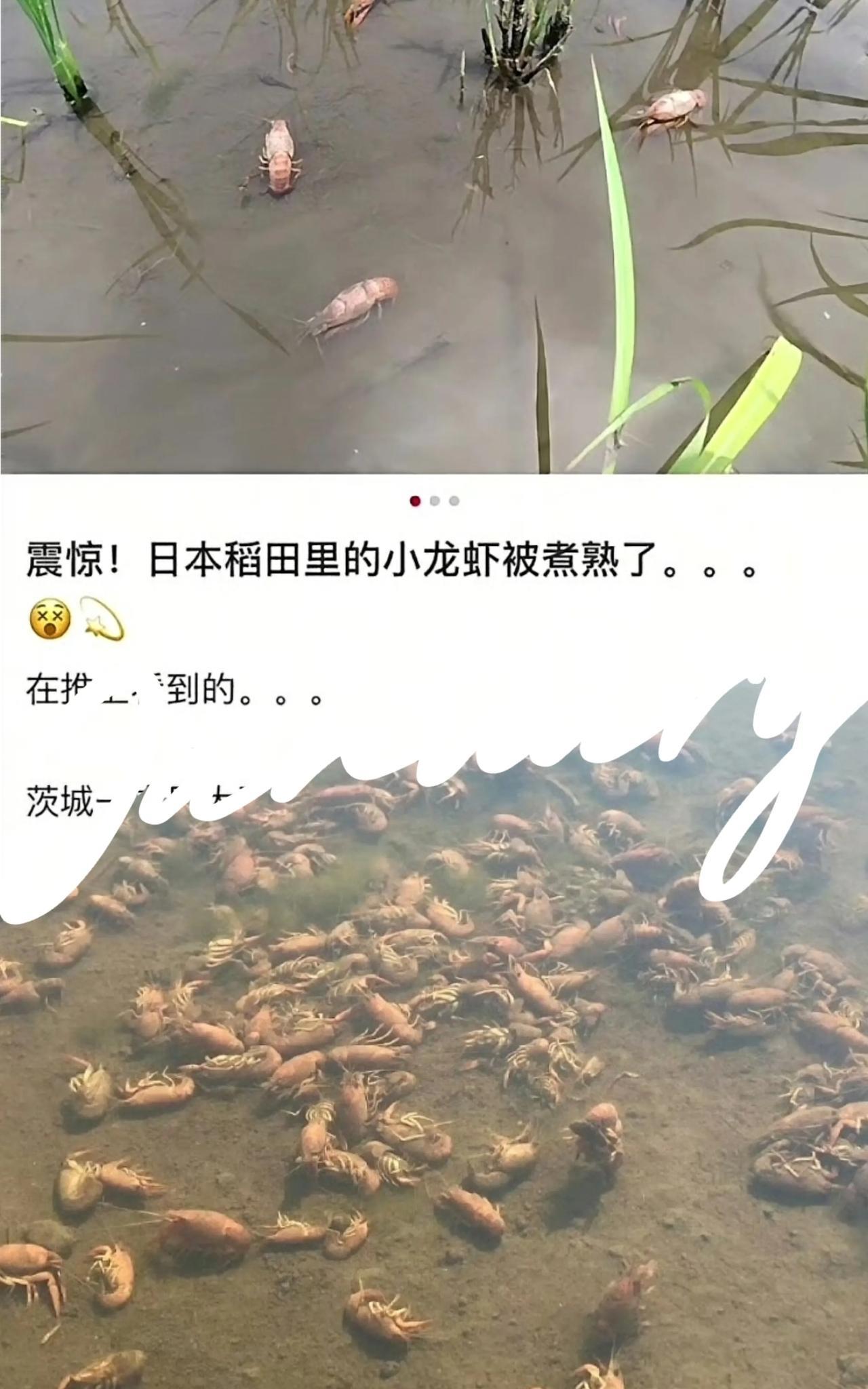 小日子什么都想模仿，偏偏小龙虾他们模仿不来，明明在闹米荒，却眼睁睁看着美味