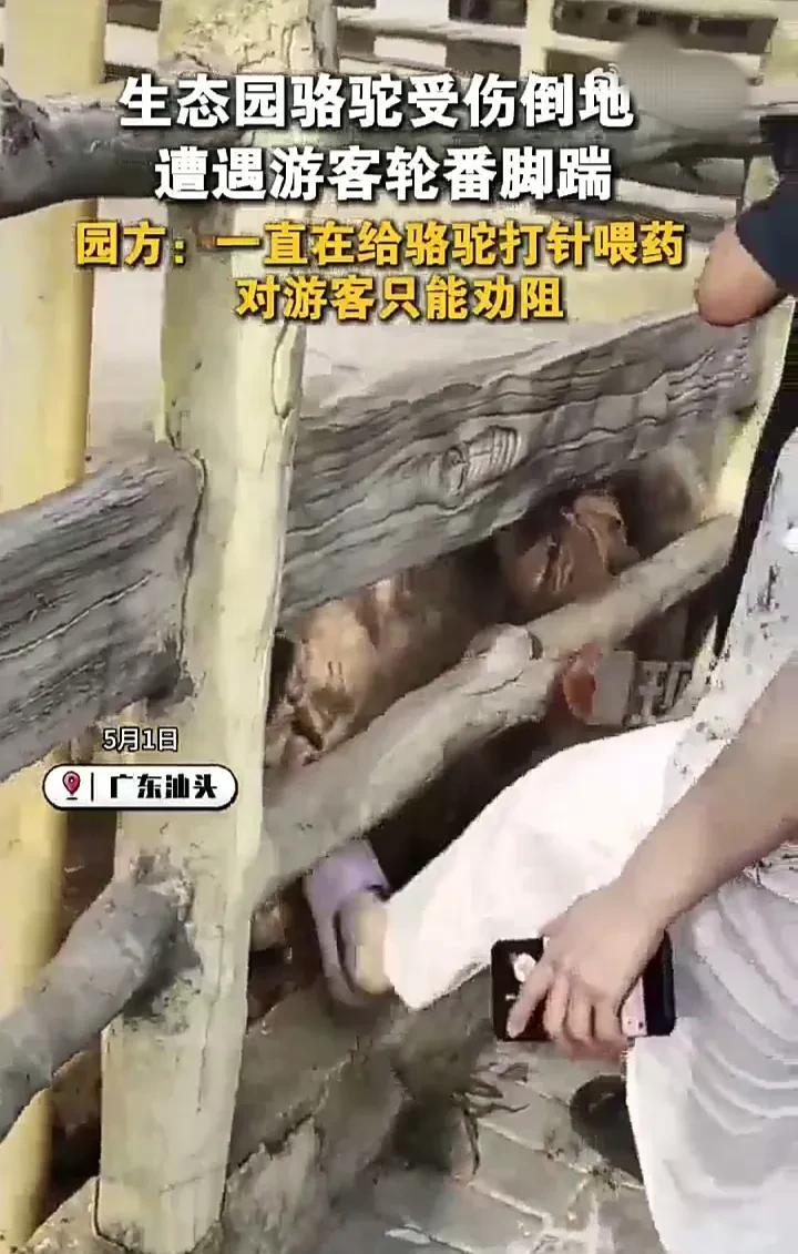 这样的老人无法让人尊重！5月1日，广东汕头一生态园内，一只骆驼由于生病了，便躺在