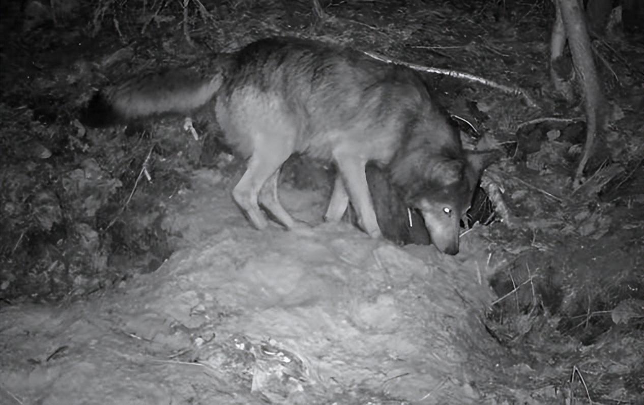 1978年，内蒙古一野狼来到军营求助，女军医冒险跟随，结果发现是母狼难产，在帮助