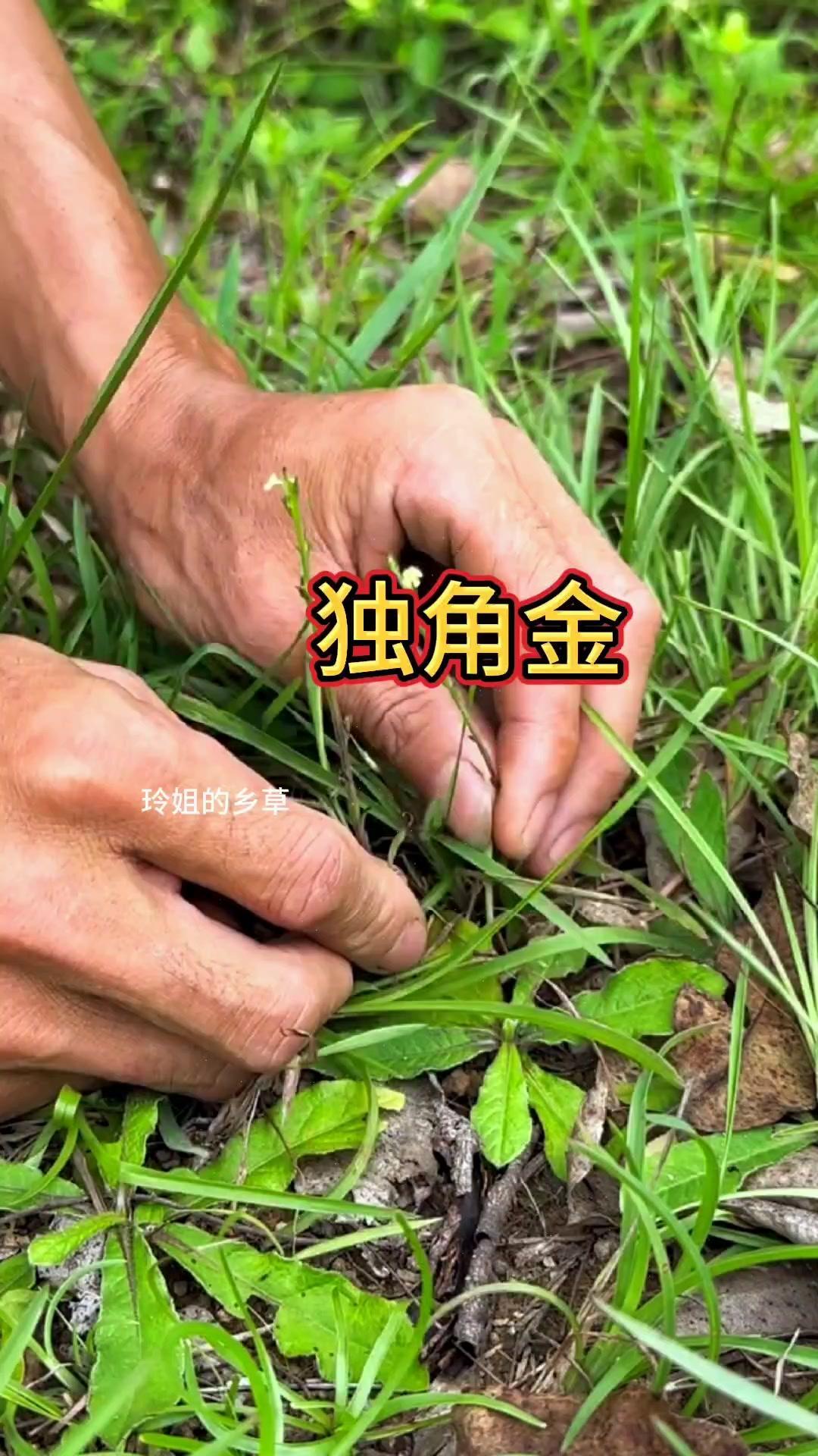 野外偶遇这种小草别踩！它叫独角金，样子不起眼但价值不小。植株小小的，却能做很多事