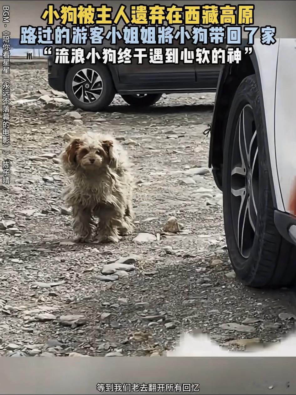 泪目了！这天一位小姐姐带着她的狗狗去西藏高原旅游，当她来到一个休息铺的时候，看到