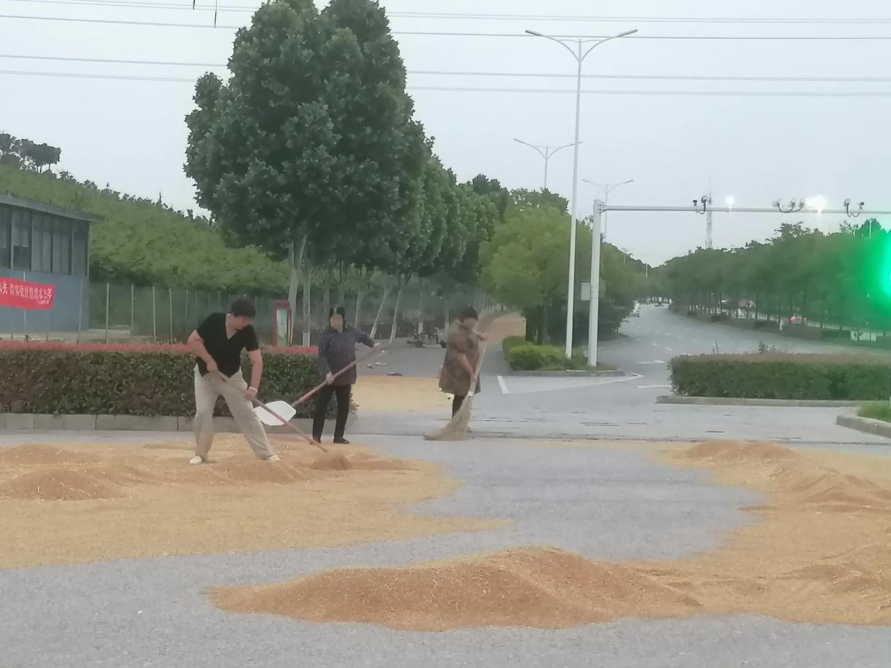 十字路口红绿灯下晾晒小麦?