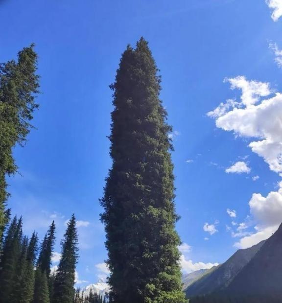 1943年，一铜匠被鬼子抓去搬弹药。鸡贼的铜匠每次趁鬼子不注意，扛着弹药箱偷摸的