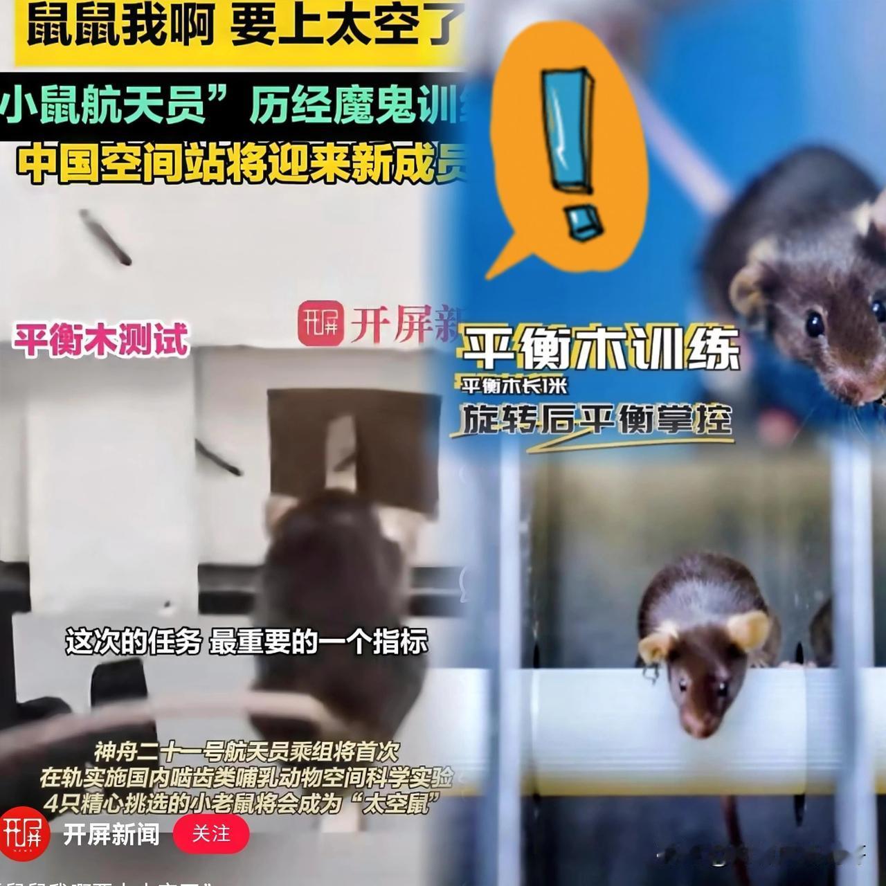 快看过来这次四只老鼠出名了!东方大国的三名航天员和四只严格选拔的航天鼠一起