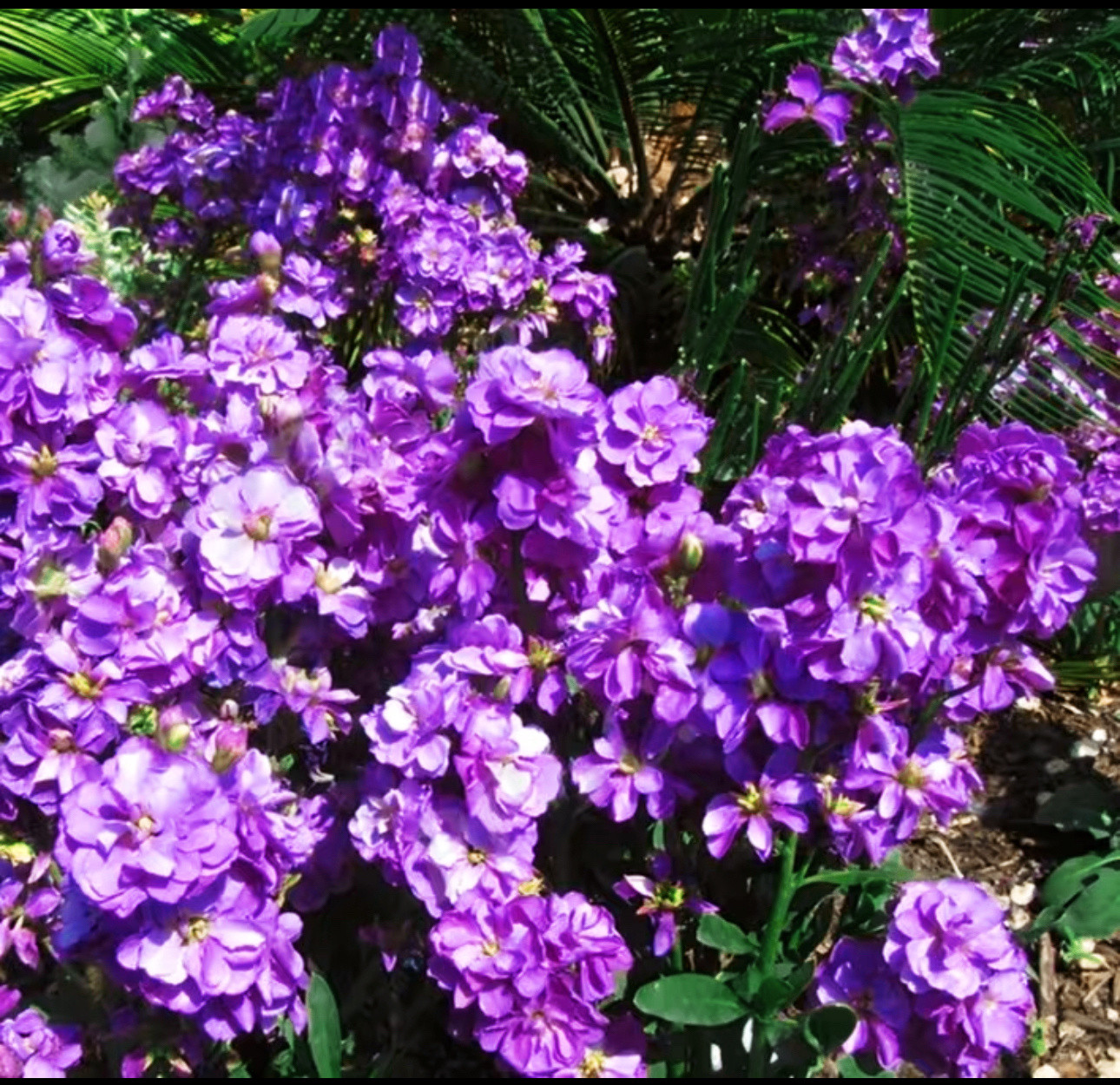 紫罗兰的种植方法1.光温适宜，忌暴晒与低温放置于明亮散射光处（如东、北窗台），