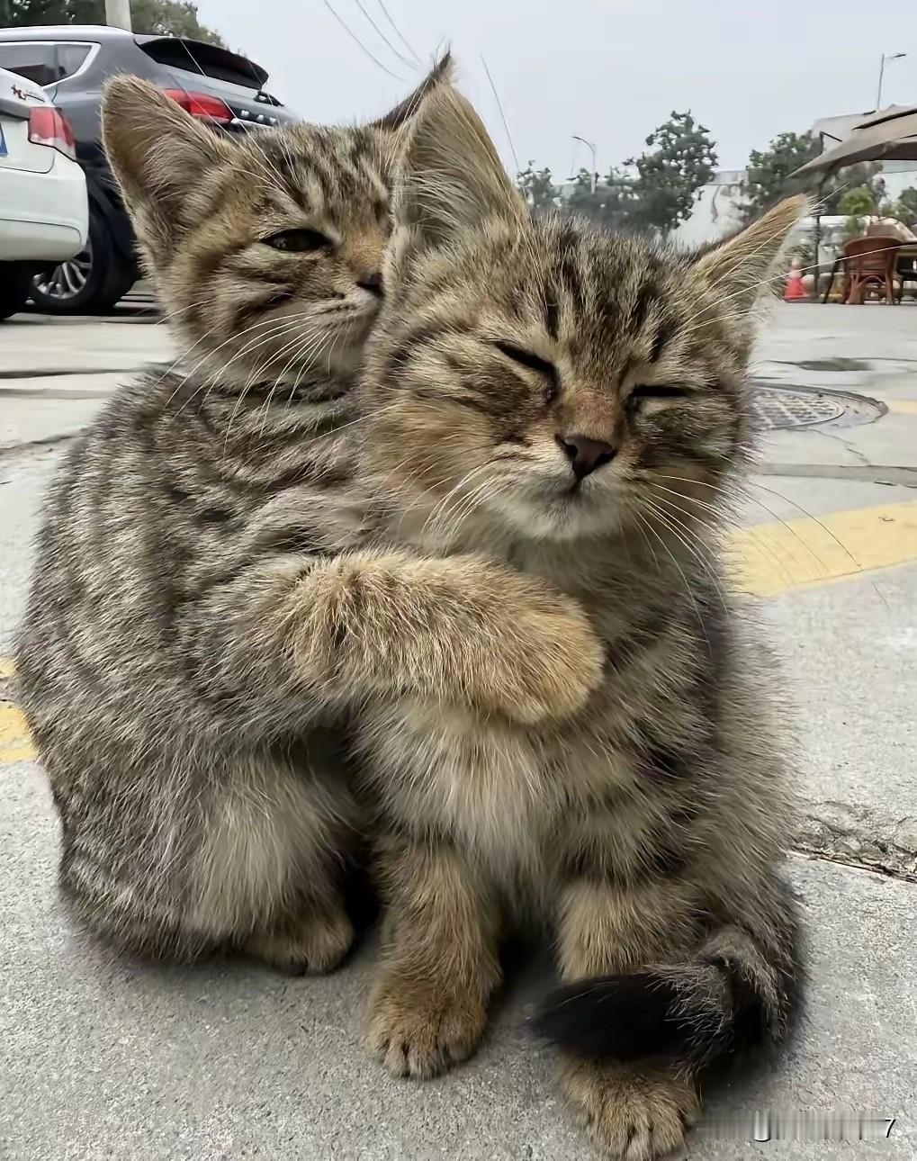 谁能想到，按下快门的瞬间，竟成了两只小猫最后的同框。镜头里，它们还紧紧挨着彼此，