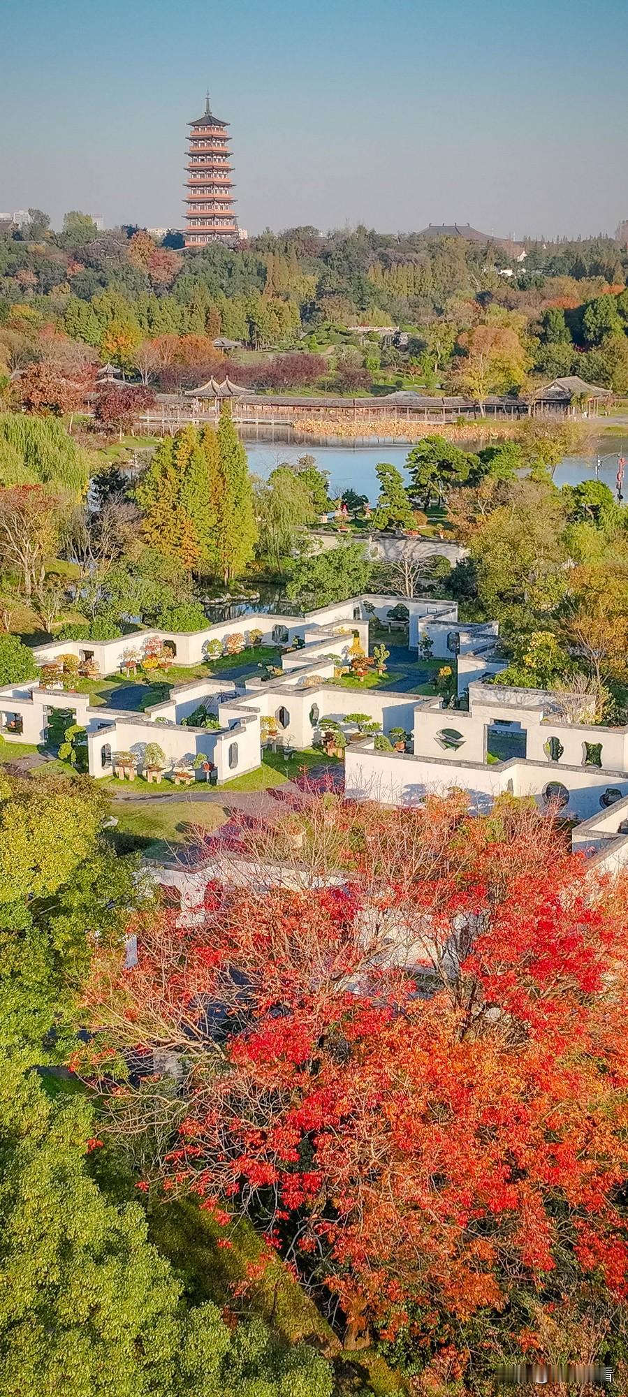 在扬州的秋天，“红树间疏黄”的美景随处可见。