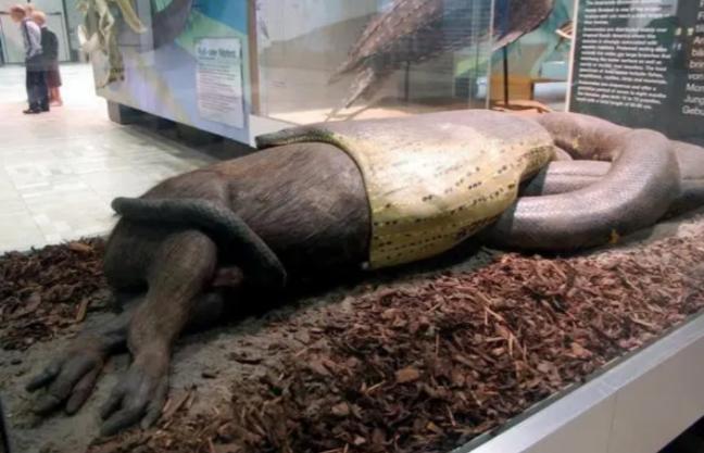 电影里都是骗人的，2014年，美国男子全副武装被绿水蚺缠绕，只为证明“人能否成功