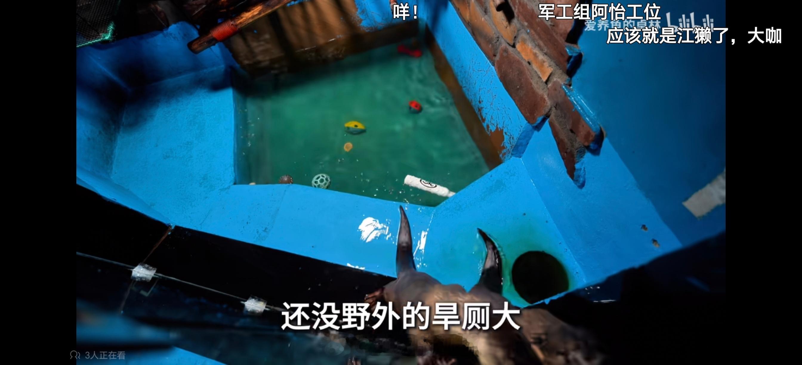 什么叫水獭住在旱厕里？😨​​​