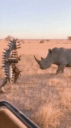 当刺猬人遇到了力大无穷的犀牛兄，根本就没有反抗的能力，因为犀牛的犄角太坚固了，加