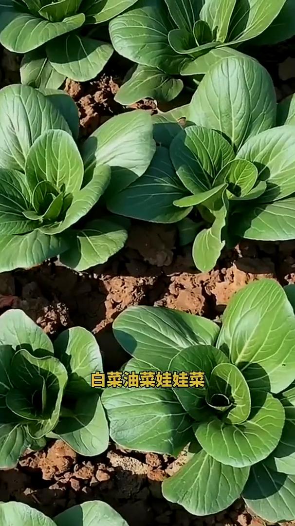 白菜、油菜、娃娃菜，山药、生姜是药材，芹菜、香菜包心菜，红薯、番茄能防癌，红葱、