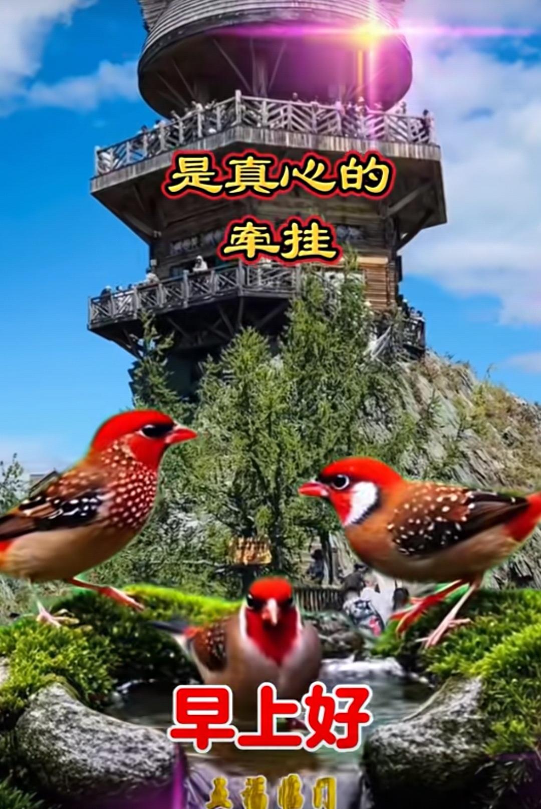 友情純樸不變，誠意心裏掛念，問候從心而來，真誠祝福永遠。早安吉祥！[玫瑰