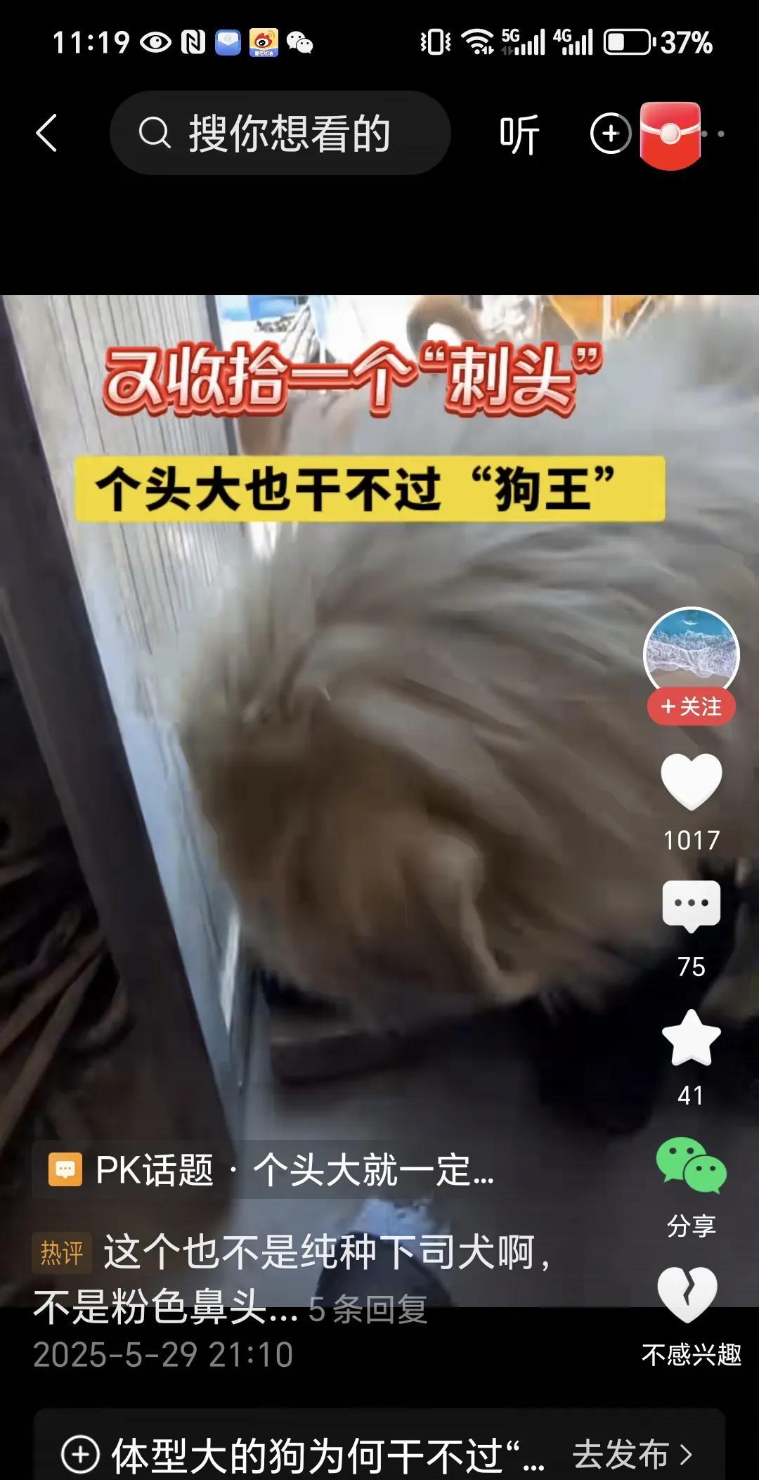 现在下司犬这种狗真的火了。曾经有一段时间炒作藏獒。把藏獒夸的快比老虎都猛了，