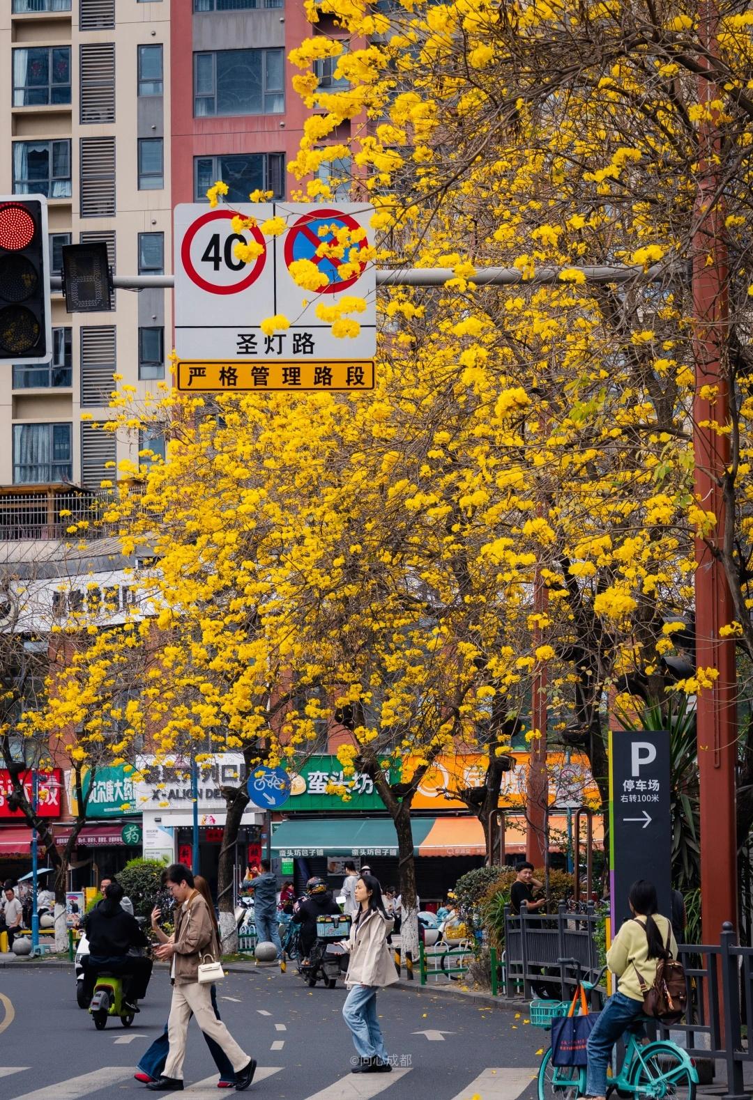 炸裂！成都市政审美！确实太过超前！风铃木的含金量，还在不断上升！如果条件
