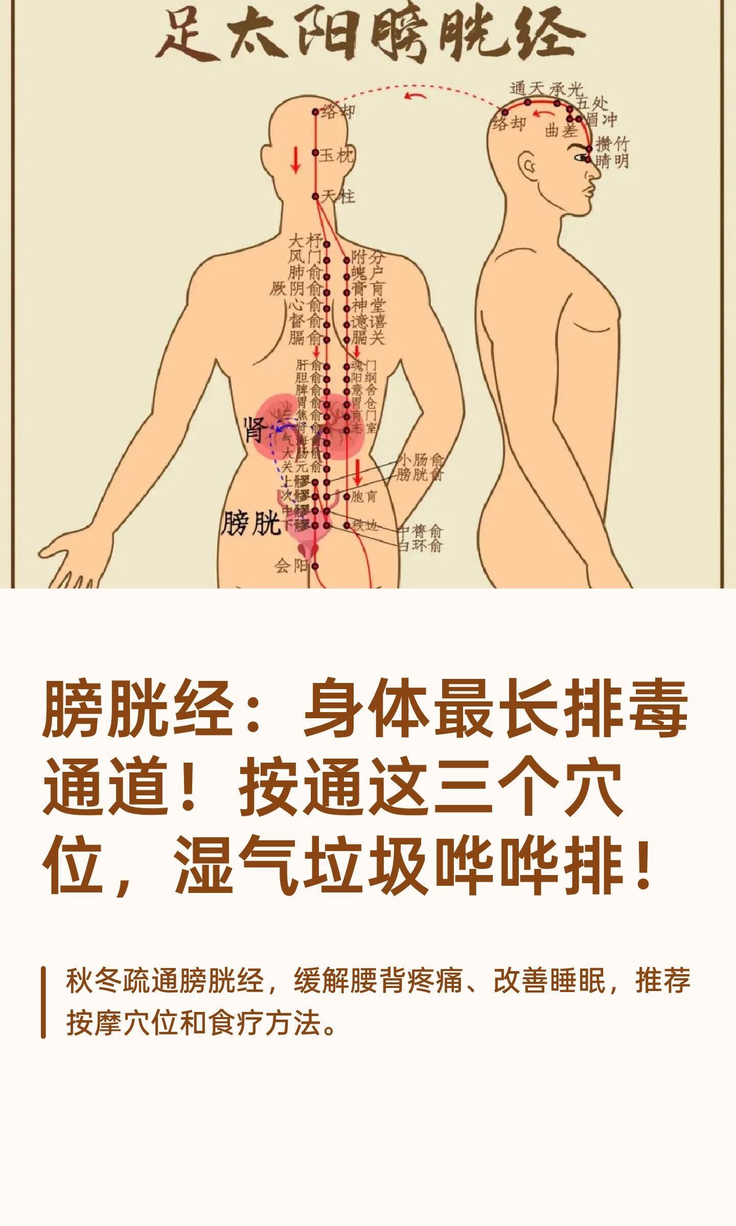 膀胱经：身体最长排毒通道！按通这三个穴位