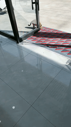 这真是天赐的缘分！江苏一位小姐姐开这家银饰店，看见路边有流浪猫就随手投喂了几天，