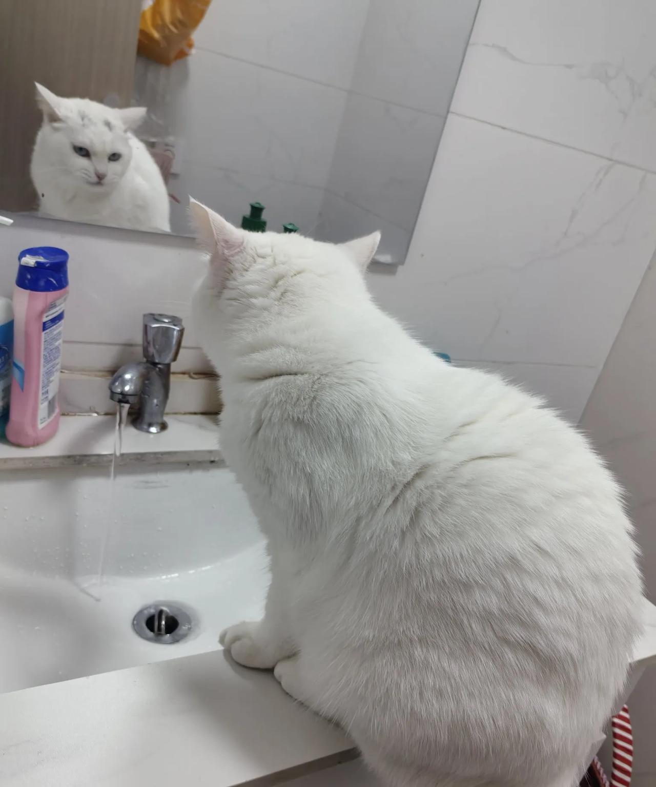 耗子与猫耗子吃上了猫咪的食物，理直气壮的样子。猫咪的反应？没有反应。一天，耗