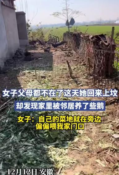 女子的父母都不在了，她回老家去上坟时，突然发现自己家门前被邻居养了一些鹅。而邻居