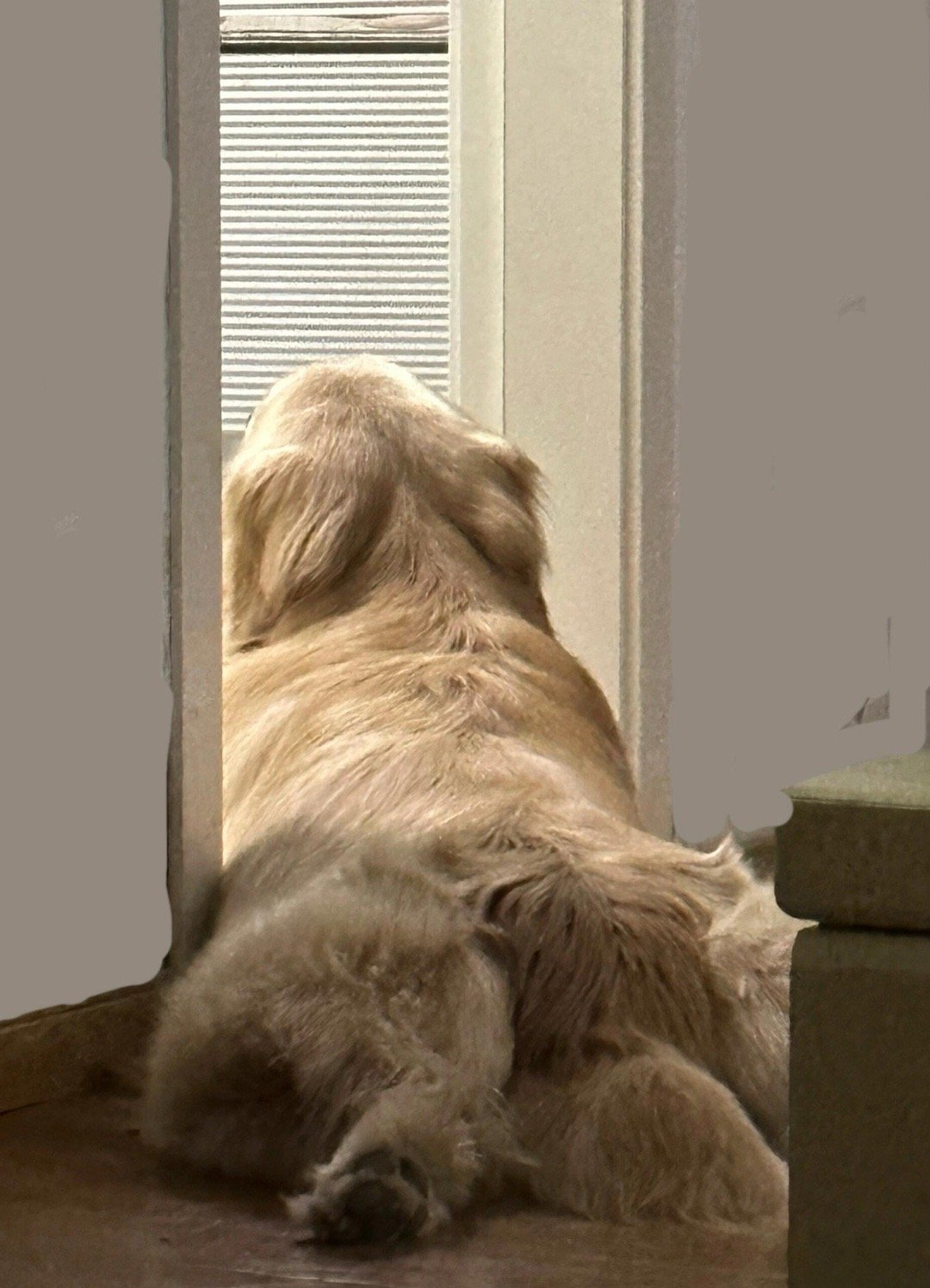 早起独自晒太阳的大金毛