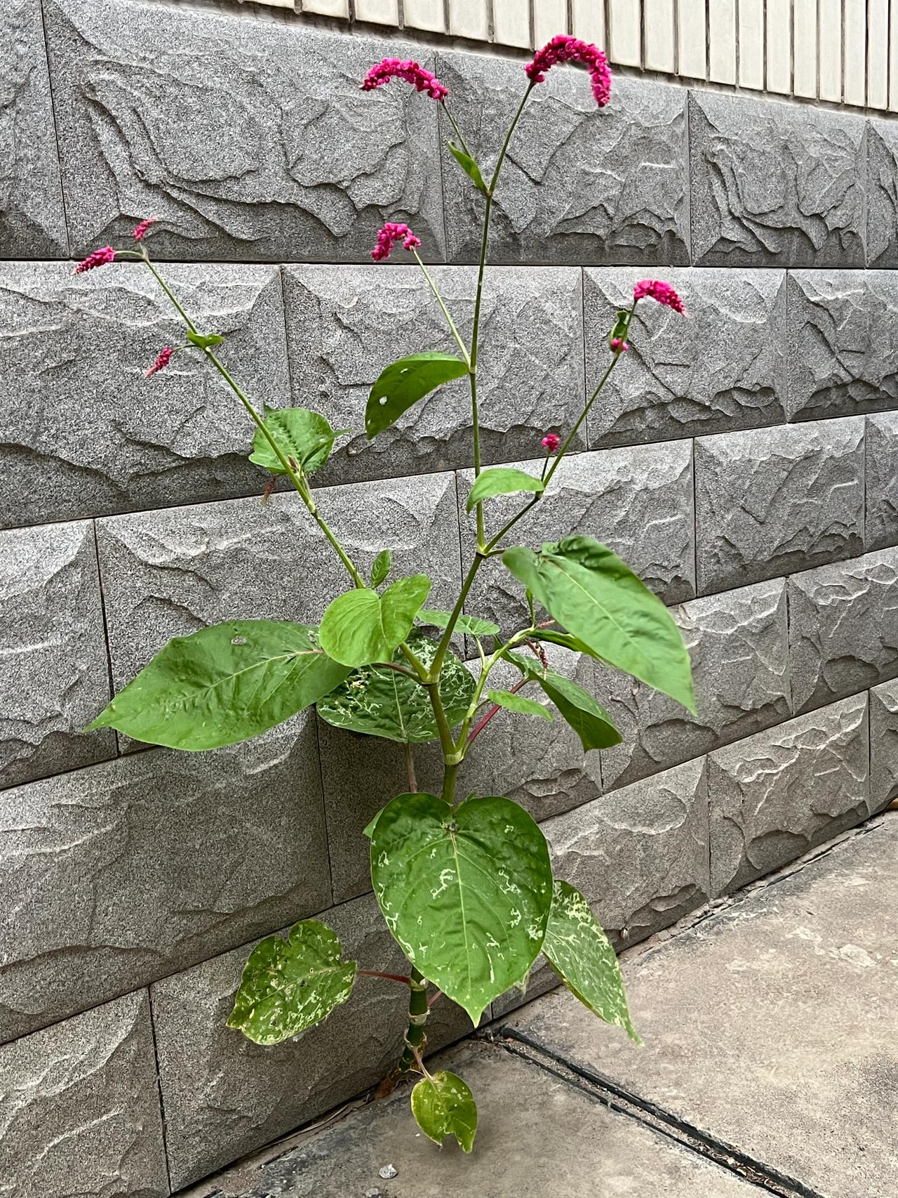 班主任家访，被学生放了鸽子。近日，班里有个孩子不想上学了，孩子的妈妈天天给班主