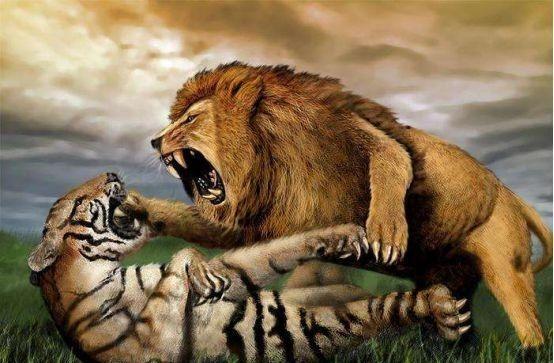 1946年，英国人为了证明狮子比老虎更强，就将一头雌虎和一头雄狮，一起锁到地牢里