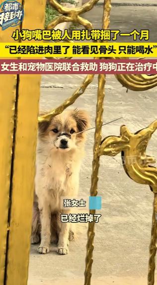 江苏一名女子发视频称，最近有一只小狗经常跑到自己家门口，自己定睛一看，发现小狗的