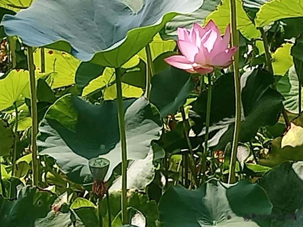夏日荷塘，绿意盎然，荷花点缀在其间，如诗如画。荷花仙子舞动绿裙，随风起舞，优雅