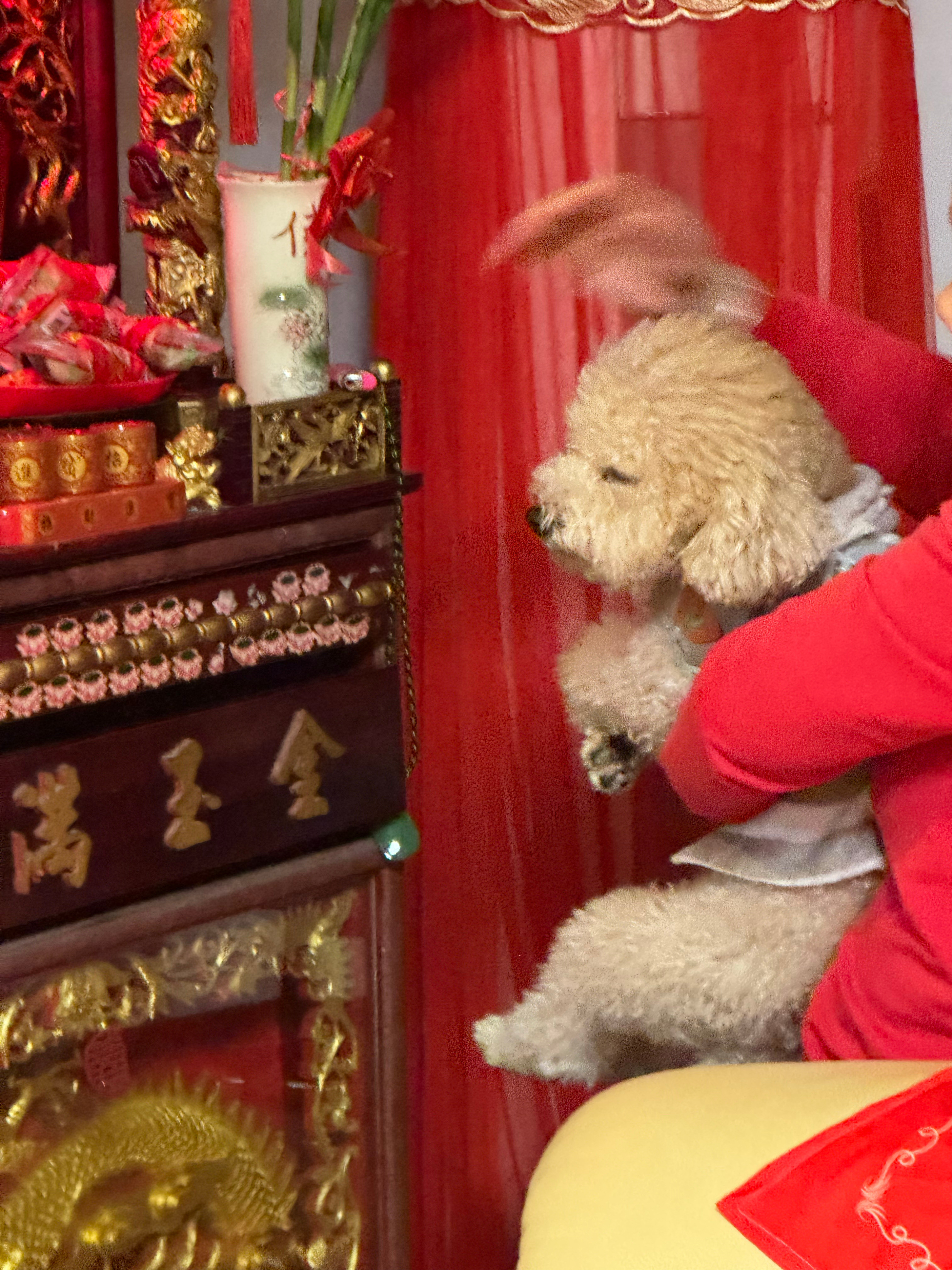 两位老母出去散步捡到一只狗狗！在市政府门口捡到的，原地等了一两个小时没人找，看起